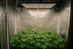 Cómo calcular la iluminación ideal para un armario de cultivo: PPFD, DLI y distancia a la planta